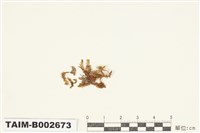 藏品(鳳尾苔屬)的圖片